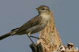 Willow Warbler (Phylloscopus trochilus)