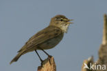 Willow Warbler (Phylloscopus trochilus)