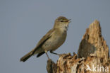 Willow Warbler (Phylloscopus trochilus)