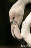 Greater Flamingo (Phoenicopterus ruber)