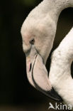 Flamingo (Phoenicopterus ruber)