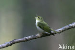 Wood Warbler (Phylloscopus sibilatrix)