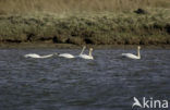 Fluitzwaan (Cygnus columbianus)