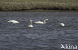 Fluitzwaan (Cygnus columbianus)