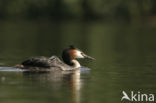 Great Crested Grebe (Podiceps cristatus)