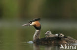 Great Crested Grebe (Podiceps cristatus)