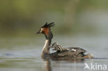 Great Crested Grebe (Podiceps cristatus)