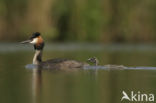 Great Crested Grebe (Podiceps cristatus)