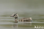 Great Crested Grebe (Podiceps cristatus)