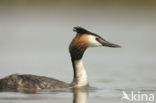 Great Crested Grebe (Podiceps cristatus)