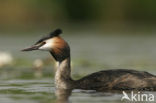 Great Crested Grebe (Podiceps cristatus)