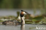 Great Crested Grebe (Podiceps cristatus)