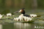 Great Crested Grebe (Podiceps cristatus)