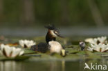 Great Crested Grebe (Podiceps cristatus)