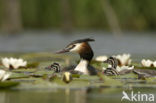 Great Crested Grebe (Podiceps cristatus)