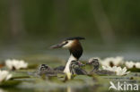 Great Crested Grebe (Podiceps cristatus)