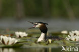 Great Crested Grebe (Podiceps cristatus)