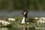 Great Crested Grebe (Podiceps cristatus)