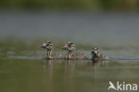 Great Crested Grebe (Podiceps cristatus)