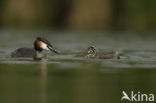 Great Crested Grebe (Podiceps cristatus)