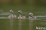 Great Crested Grebe (Podiceps cristatus)