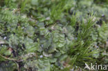 Mueller’s Pouchwort (Calypogeia muelleriana)