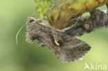 Silver Y (Autographa gamma)