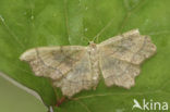 Small Scallop (Idaea emarginata)