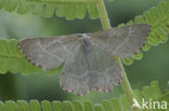 Geblokte zomervlinder (Thalera fimbrialis)