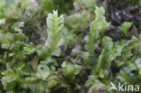 Gedrongen kantmos (Lophocolea heterophylla)