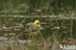 Geelgors (Emberiza citrinella)