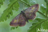 Geelpurperen spanner (Idaea muricata)