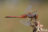 Geelvlekheidelibel (Sympetrum flaveolum)