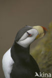 Horned Puffin (Fratercula corniculata)