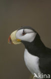 Horned Puffin (Fratercula corniculata)