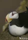 Horned Puffin (Fratercula corniculata)