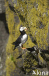 Horned Puffin (Fratercula corniculata)
