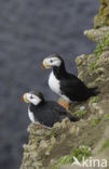 Horned Puffin (Fratercula corniculata)