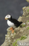 Horned Puffin (Fratercula corniculata)
