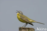 Yellow Wagtail (Motacilla flava)