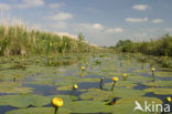 Gele plomp (Nuphar lutea)