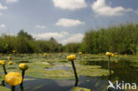 Gele plomp (Nuphar lutea)