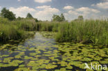 Gele plomp (Nuphar lutea)