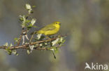 Yellow Warbler (Dendroica petechia)