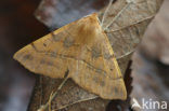 Gepluimde spanner (Colotois pennaria)