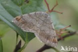 Gerimpelde spanner (Macaria liturata)