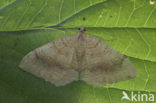 Gestreepte goudspanner (Camptogramma bilineata)