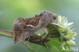 Dewick’s Plusia (Macdunnoughia confusa)