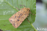 Gevlekte winteruil (Conistra rubiginea)