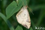 Gewone agaatspanner (Eulithis populata)